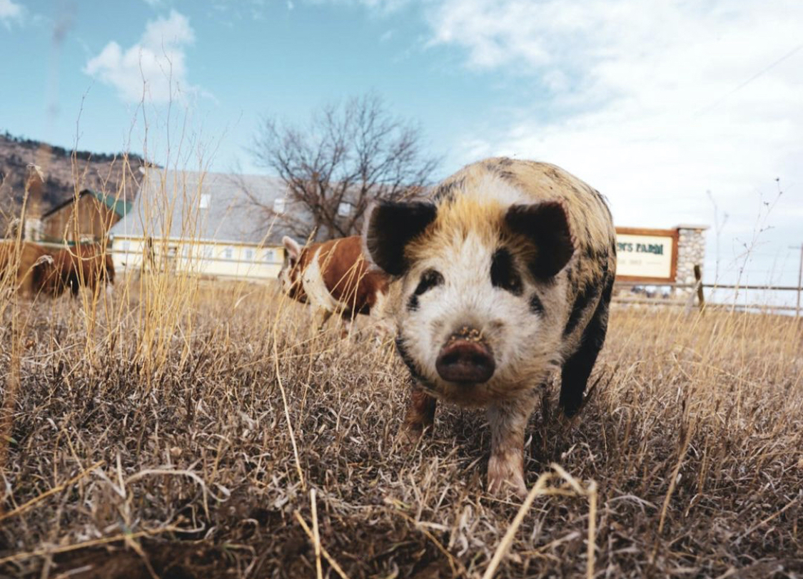 Pig at Yellow Barn Farm